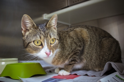 © Nina Zesar_TiKo_K22355_Hermine-3 © Nina Zesar_TiKo_K22355_Hermine-3
